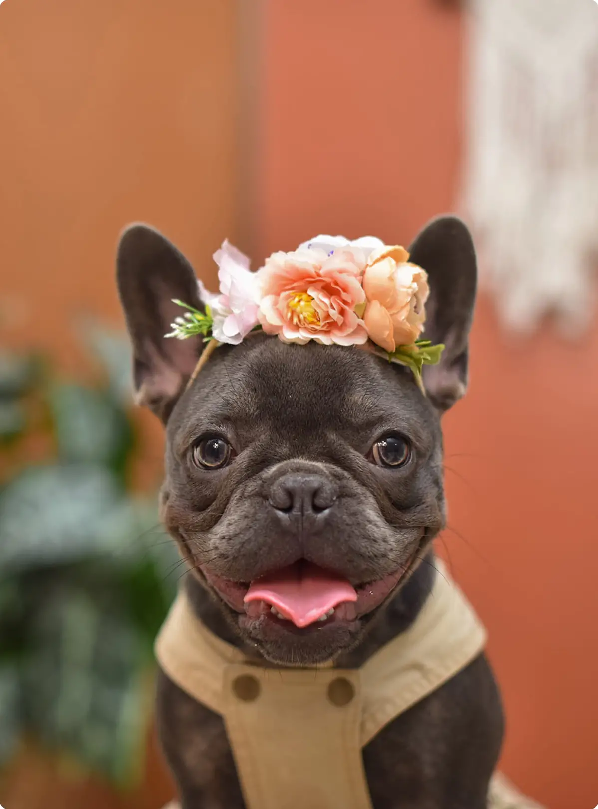 @brunarusso.fotografiapett