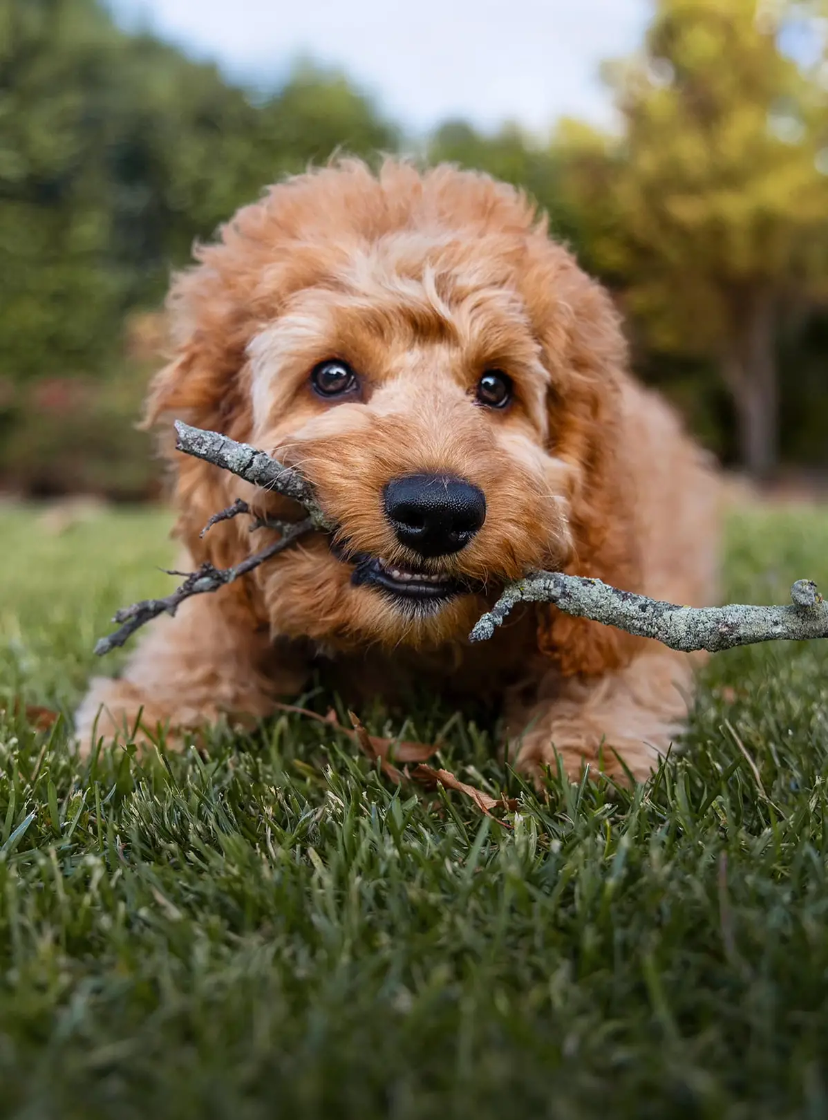 @doguinhosphotography