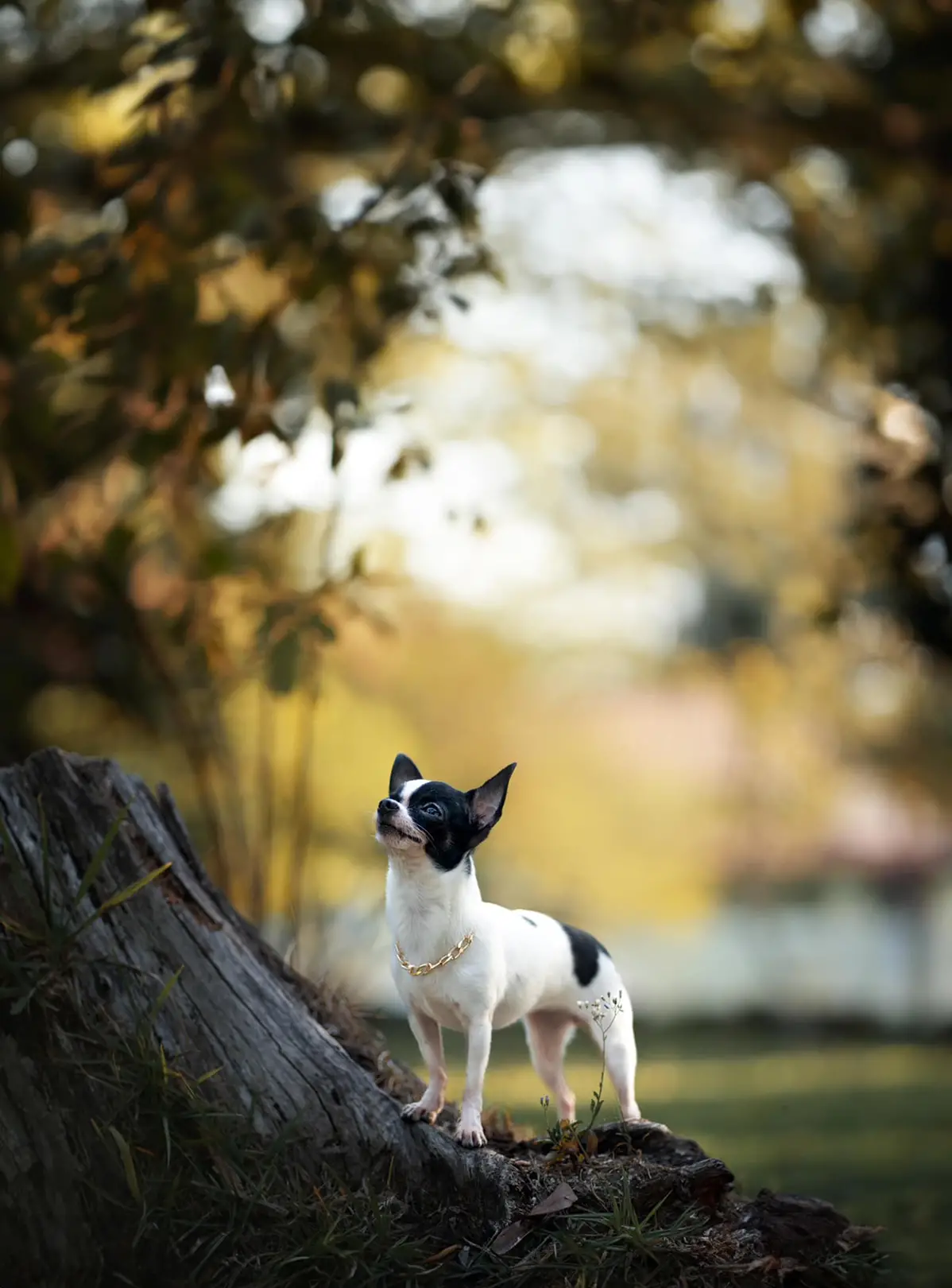 @meubichinho.fotografiapet